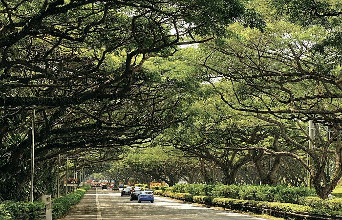 ސިންގަޕޫރުގައި ގަސްތައް ބަލަހައްޓަން ޓެކްނޮލޮޖީ ބޭނުންކުރޭ