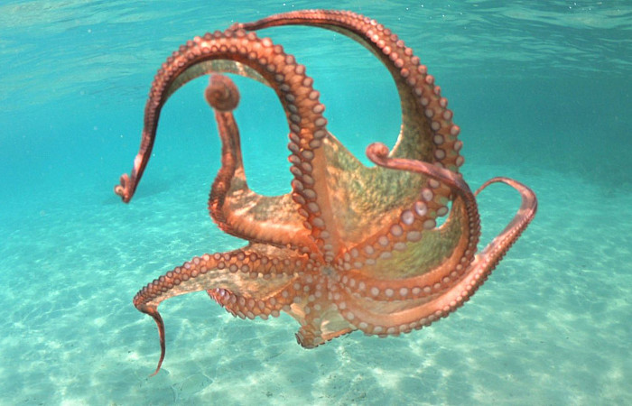 ބޯވައަށް ގުދުރަތުން ދެއްވި ބުއްދިއާއި އީޖާދީ ޚިޔާލުތައް!