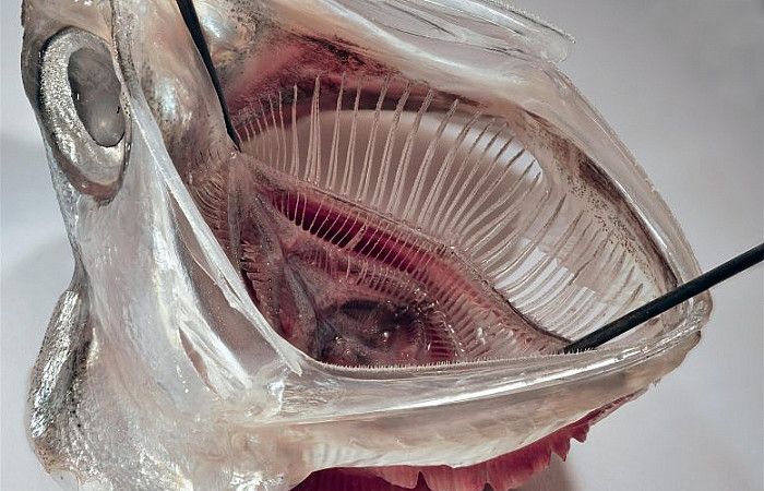 މަހުގެ ކަރުތާފަތް ބަލައިގެން އާ ފިލްޓަރެއް އީޖާދުކޮށްފި