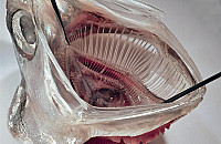 މަހުގެ ކަރުތާފަތް ބަލައިގެން އާ ފިލްޓަރެއް އީޖާދުކޮށްފި